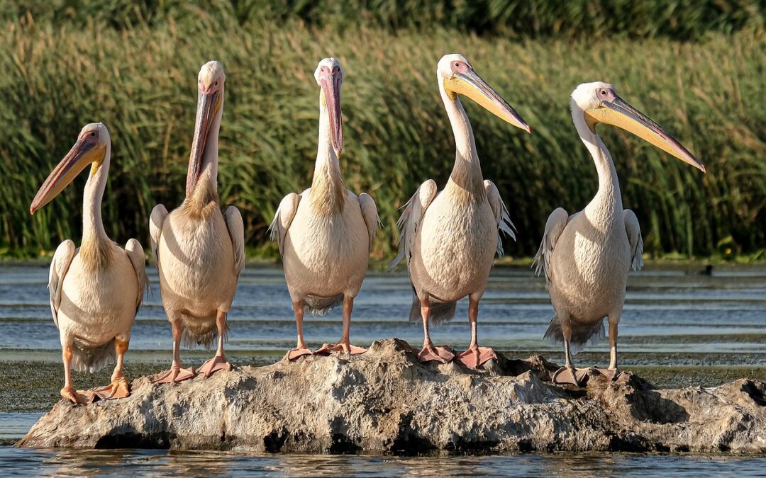 Conservation Projects In Laguna Salada Baja California / Dive Into…