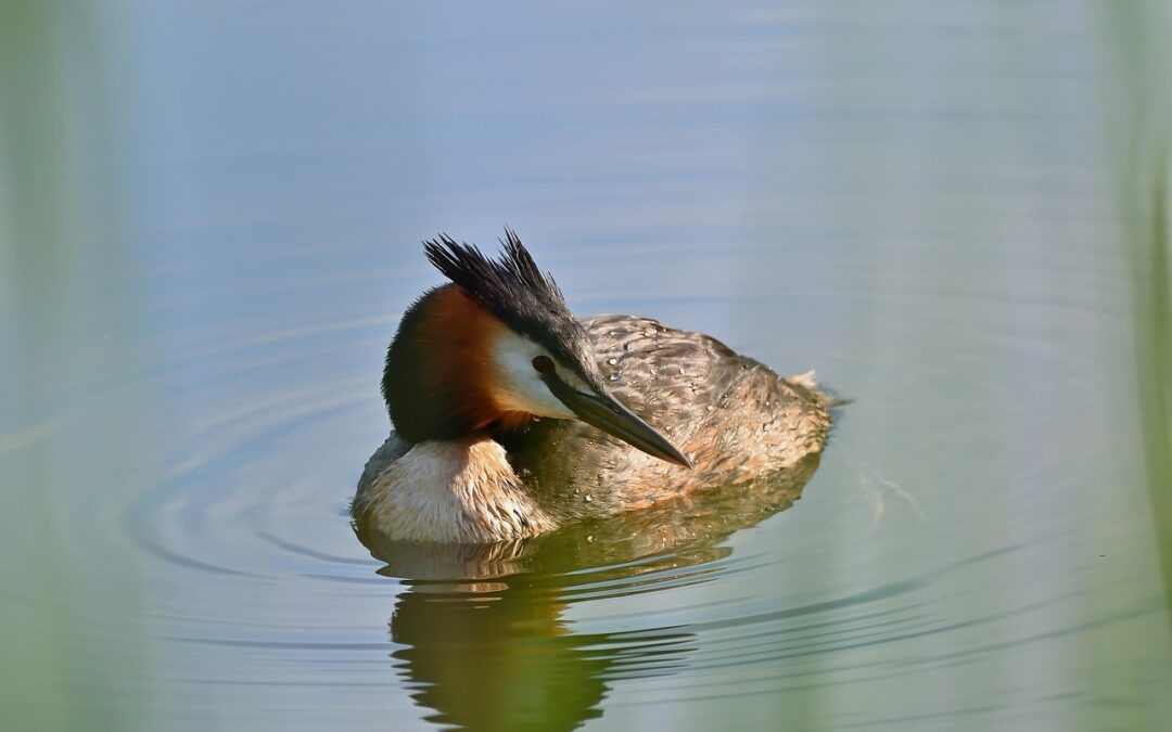 Great Salt Lake Water Management Plans ~ Saving Our Salty…