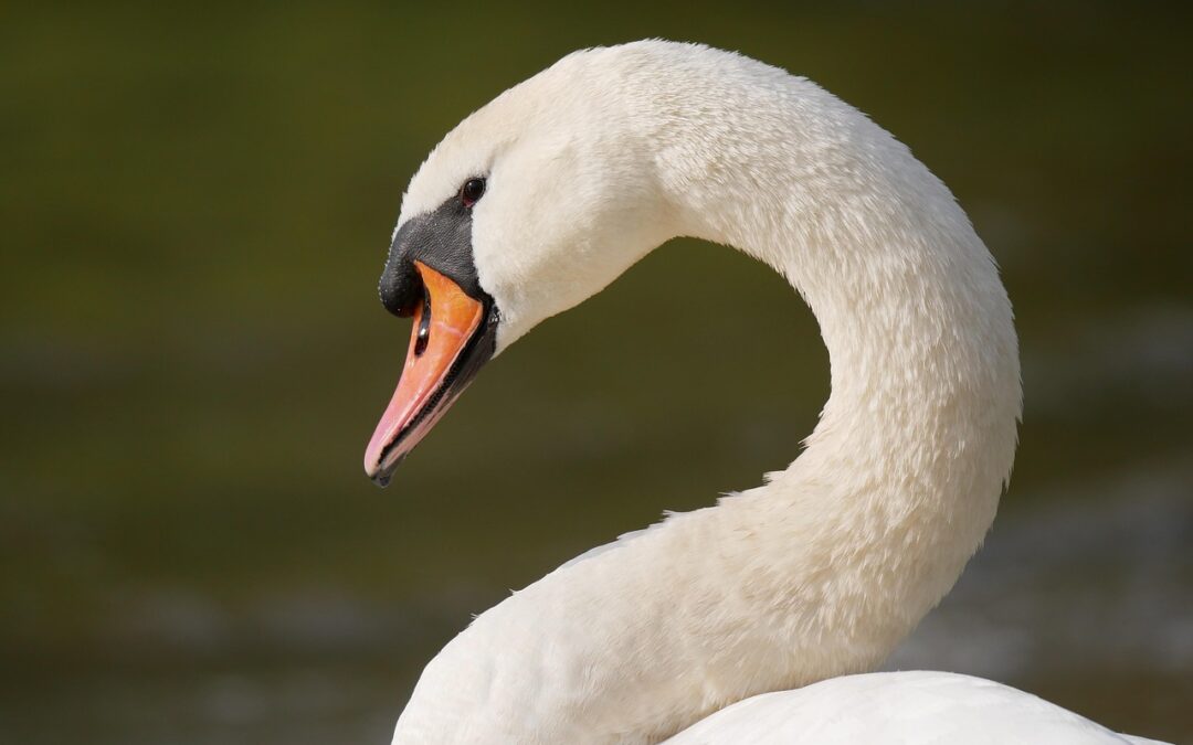 Great Salt Lake Wildlife Conservation | Saving The Great Salt…