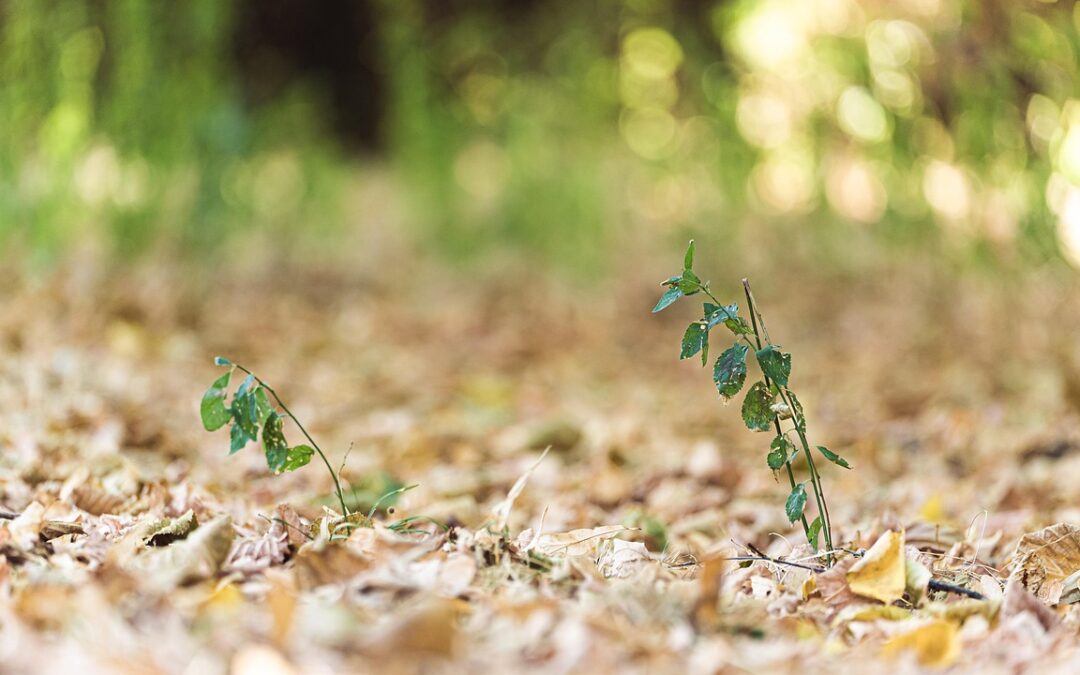 Lake Drought And Climate Change » The Hidden Heroes Of…