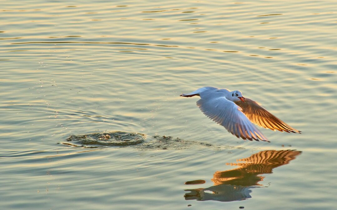 Restoring The Natural Water Cycle ~ Saving Our Planet, One…