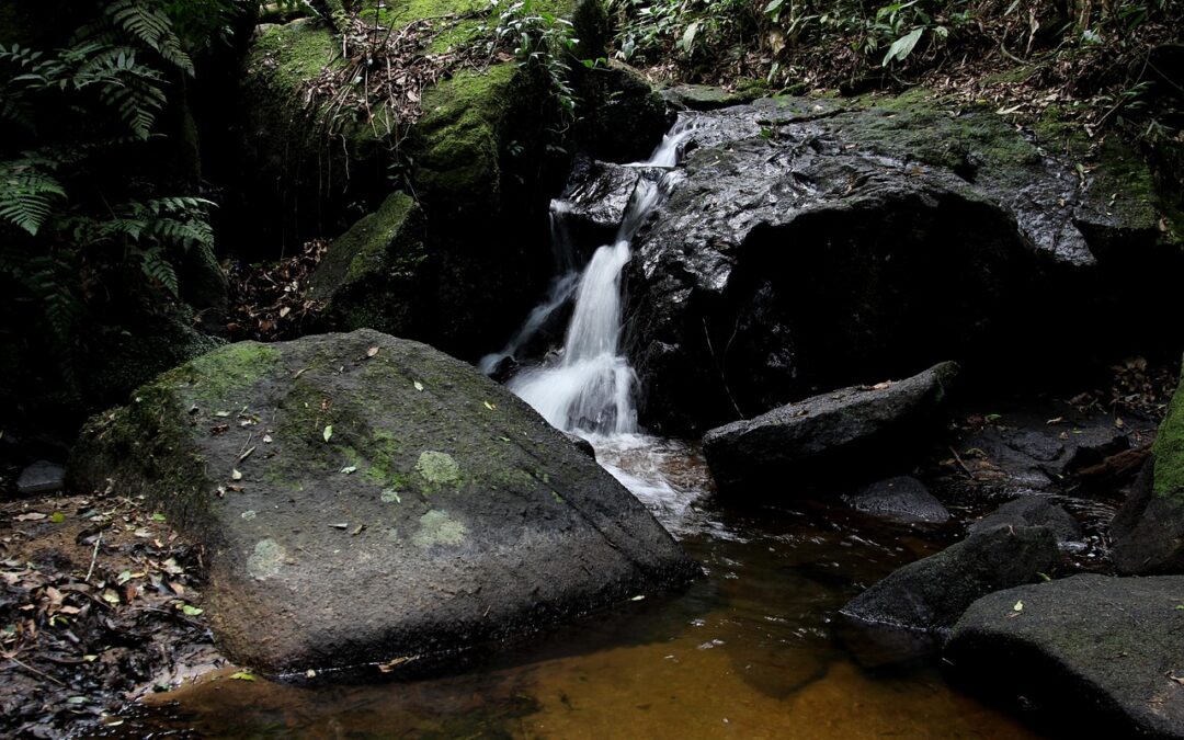 Techniques For Water Cycle Repair: The Hidden Power Of Plants:…