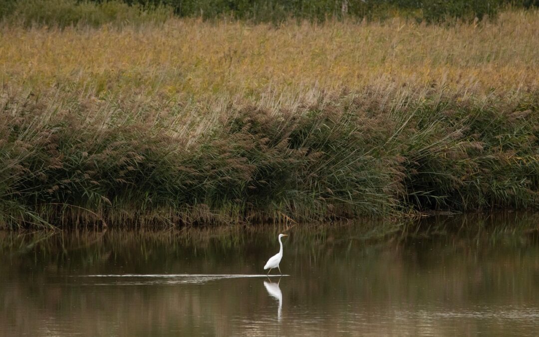 Water Conservation Programs – Saving Water, Saving Farms: How To…