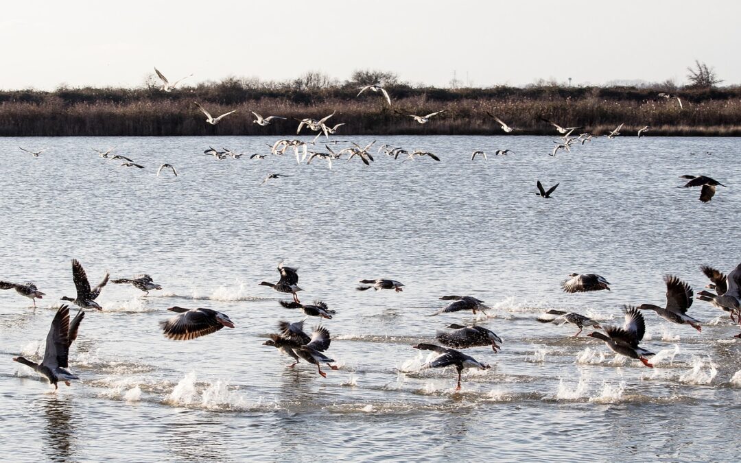 Laguna Salada – Laguna Salada: A Salty Secret Of The…