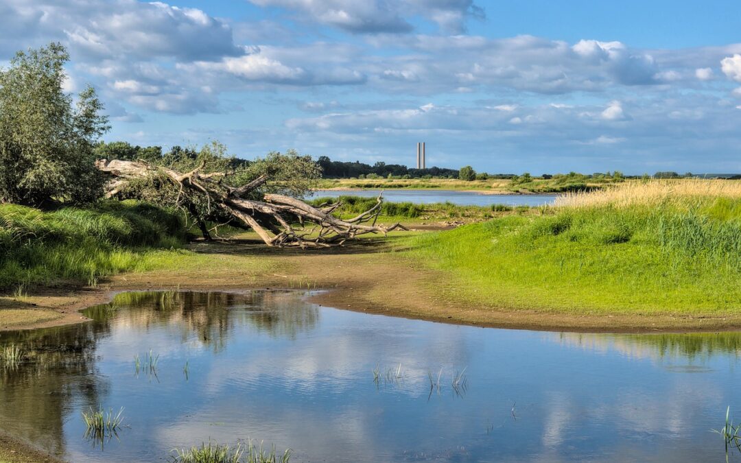 Climate Rescue Through Reforestation – Planting Trees For A Cooler…