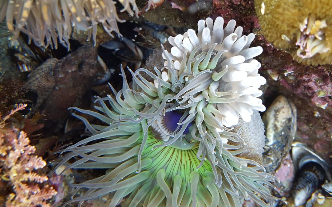 Conservation Projects In Laguna Salada Baja California: Saving The Salada:…