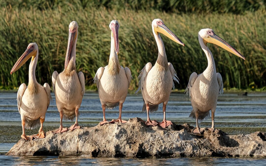 Great Salt Lake Water Level Monitoring » The Great Salt…