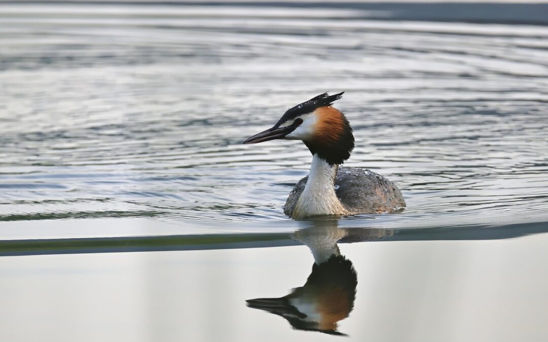 Great Salt Lake Water Level Restoration Projects / Saving Our…