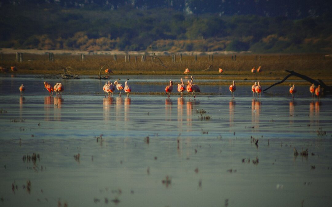 Great Salt Lake Water Levels (1985 Vs 2022) ~ The…