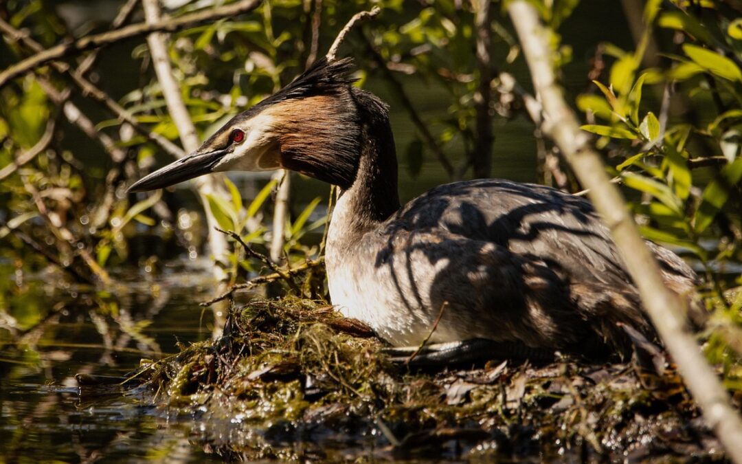 Great Salt Lake Wildlife Conservation / The Great Salt Lake:…