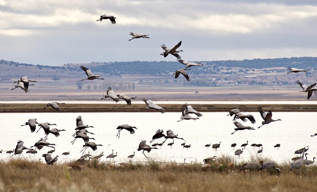 Laguna Salada Water Restoration / Saving Laguna Salada: A Fight…