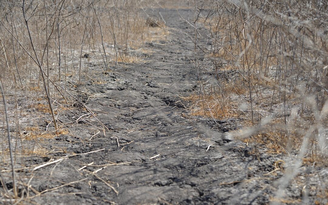 Lake Drought Restoration Projects – Saving Our Lakes: A North…