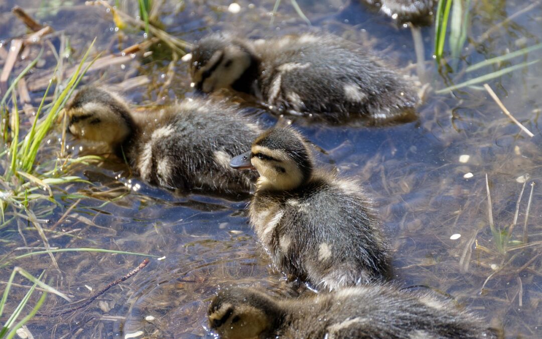 Preventing Lake Drought Naturally | Lakes In Danger: Can We…