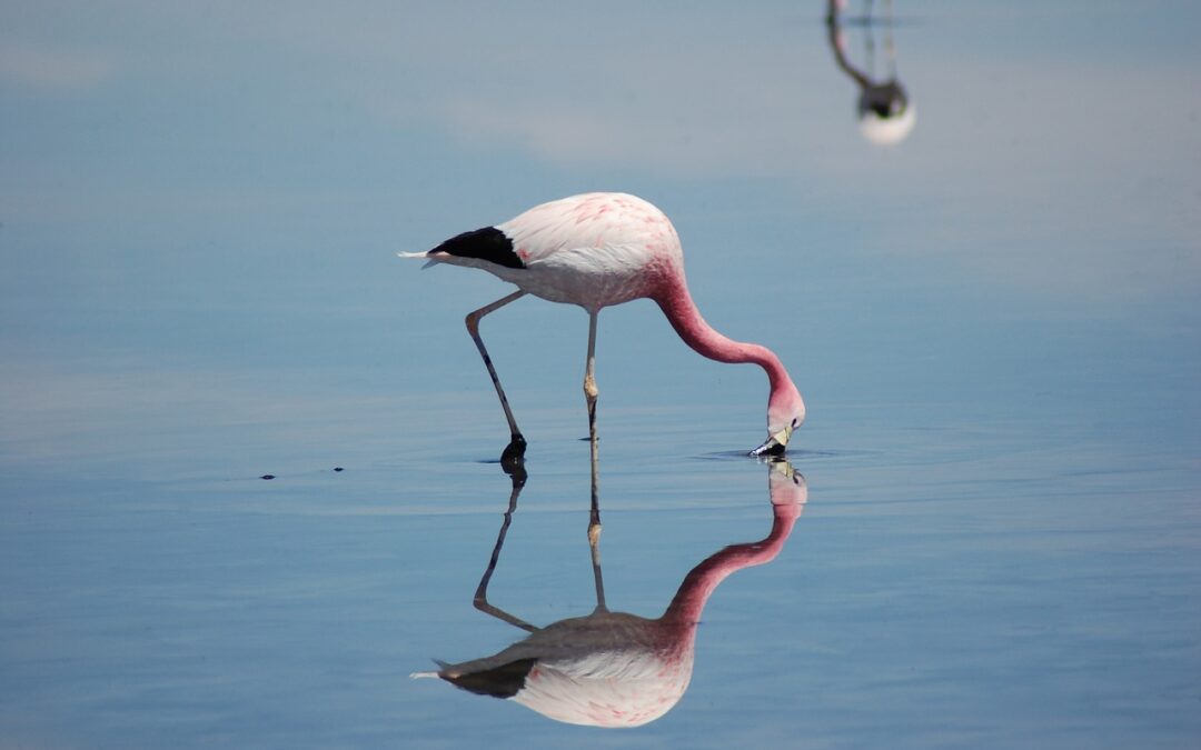 Reducing Water Use To Save The Great Salt Lake ~…