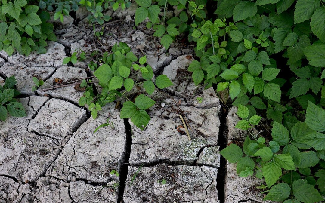 Reviving Lakes Affected By Drought ~ Idaho’s Shrinking Lakes: Can…