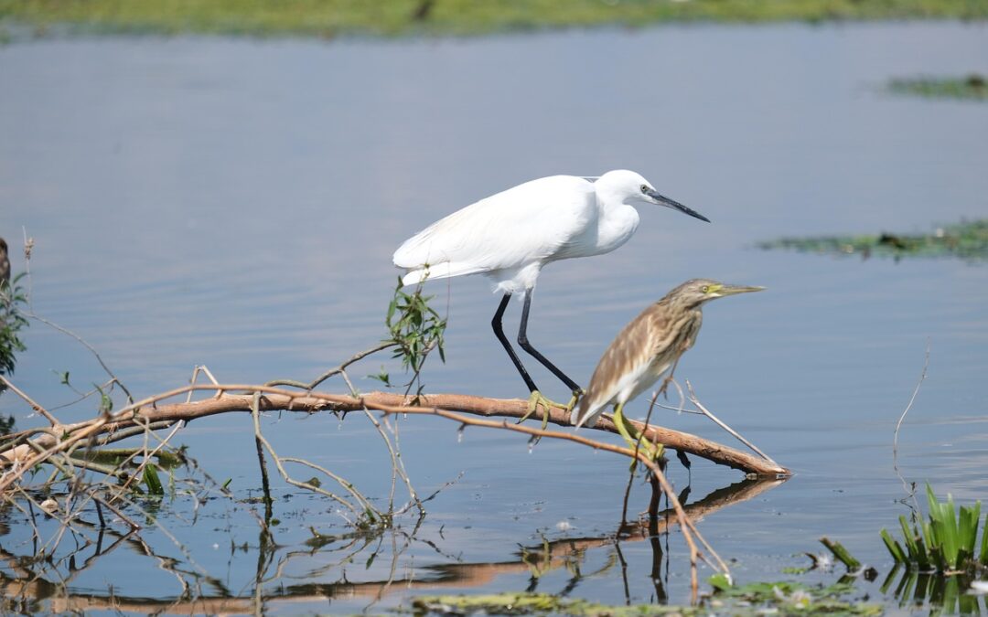 Stop Lake Drought With Conservation: Lakes In Trouble: How We…