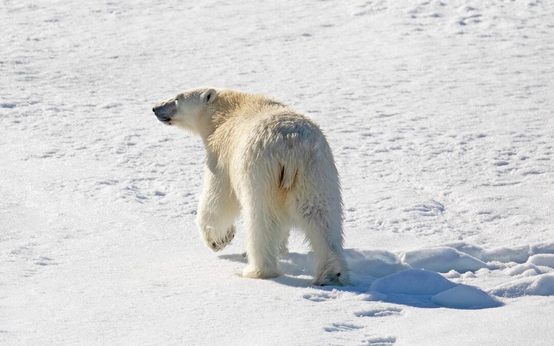 Active Climate Rescue Initiative Projects | Saving Our Planet: How…