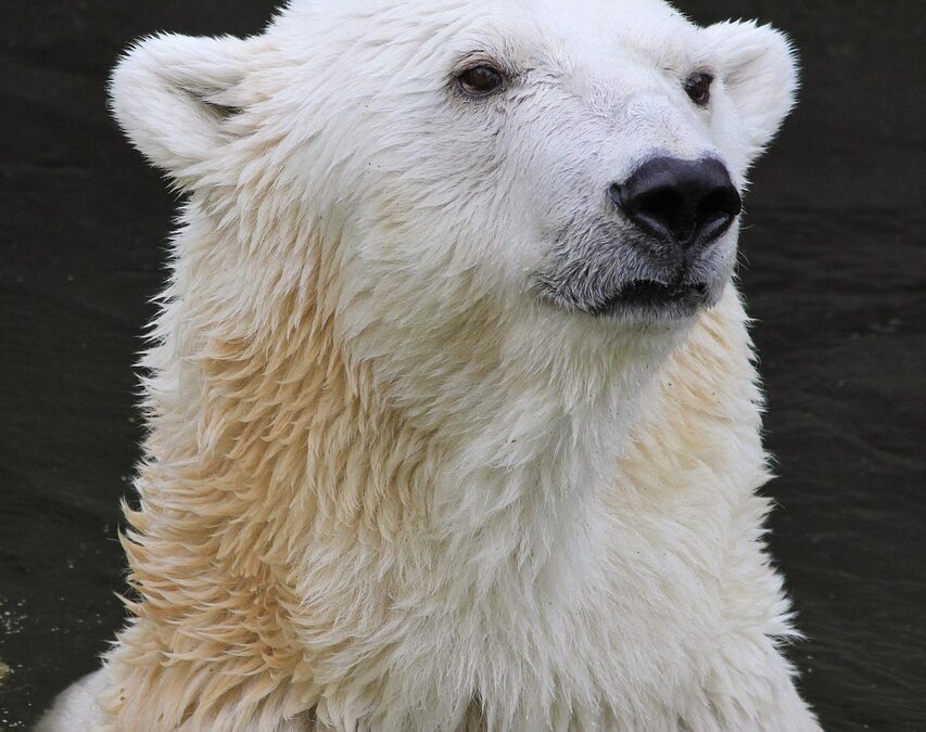 Active Climate Rescue Initiative’s Impact On Global Warming ~ The…