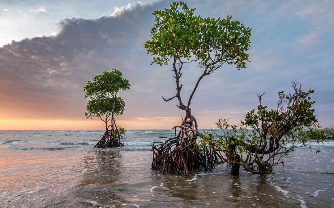 Climate Change, | The Hidden Power Of Trees: How They…
