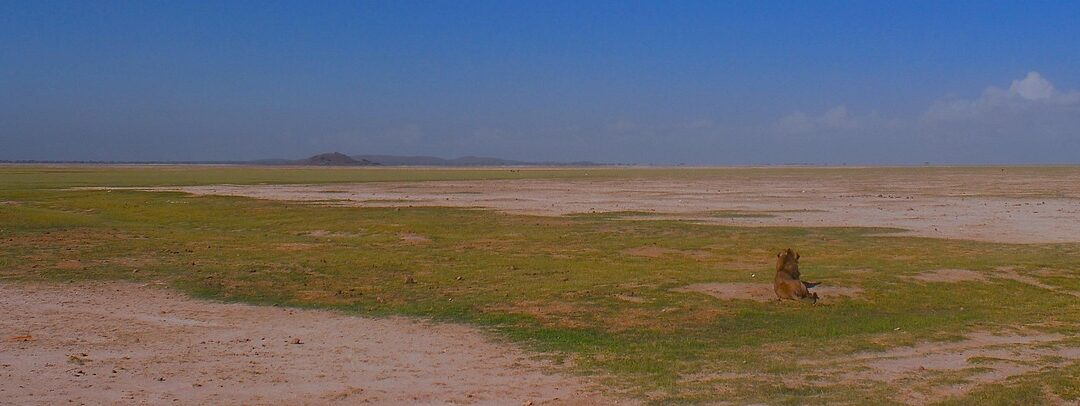 Climate Rescue And Conservation – Trees, Soil, And Water: A…