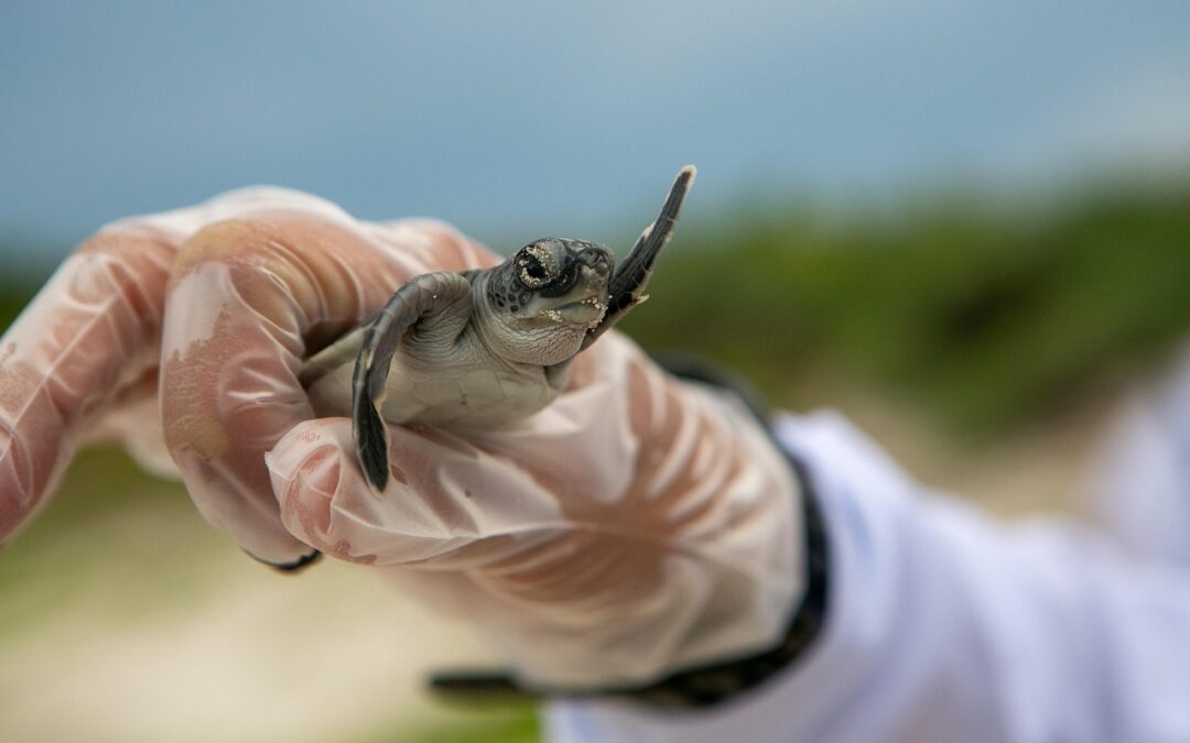 Conservation Projects In Laguna Salada Baja California ~ Saving Laguna…