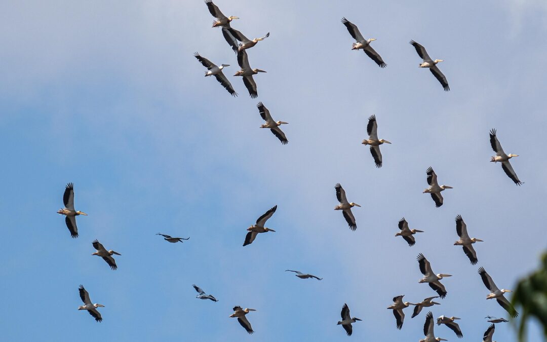 Great Salt Lake Wildlife Conservation ~ The Great Salt Lake:…