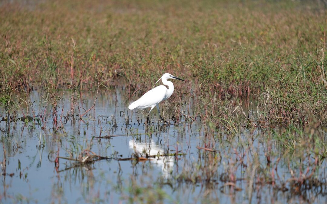 Great Salt Lake Wildlife Conservation: The Great Salt Lake: A…
