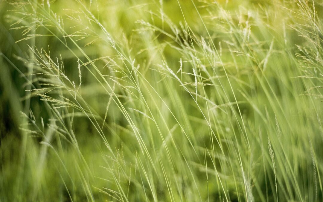 Green Environmental Projects » Saving South Dakota: Green Projects Fighting…