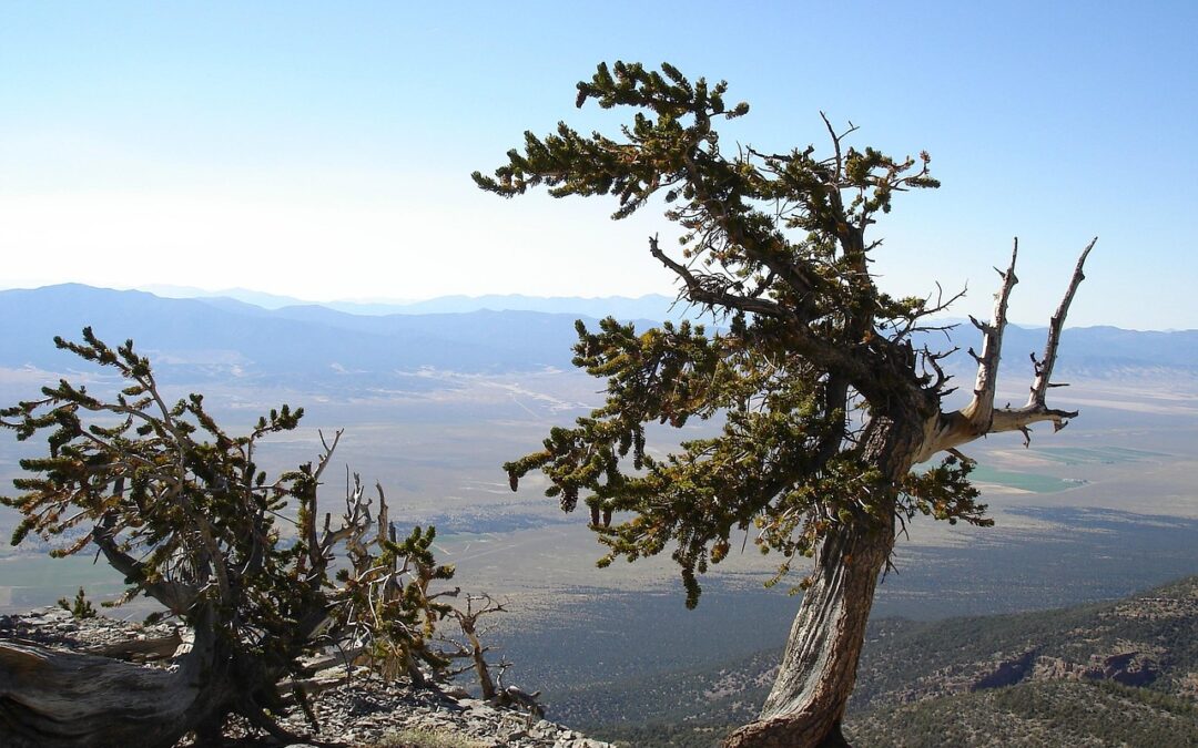 Impact Of Climate Change On The Great Basin Region ~…
