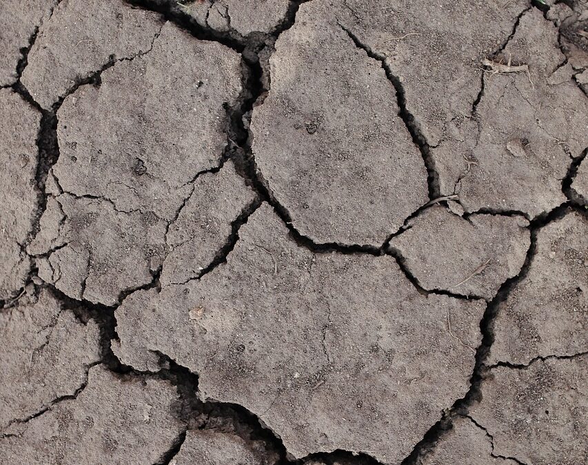 Mega Drought | The Secret Life Of Trees: How Plants,…