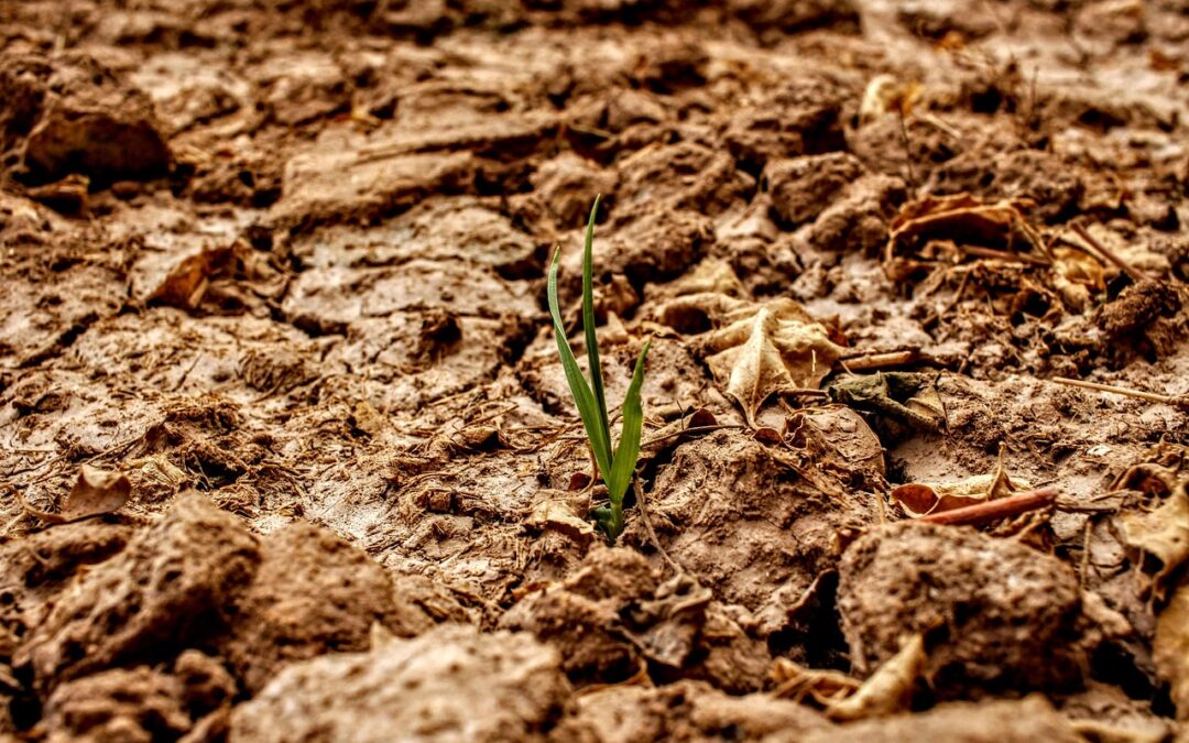 Water Transportation For Drought Relief | Parched Fields, Hopeful Pipes:…