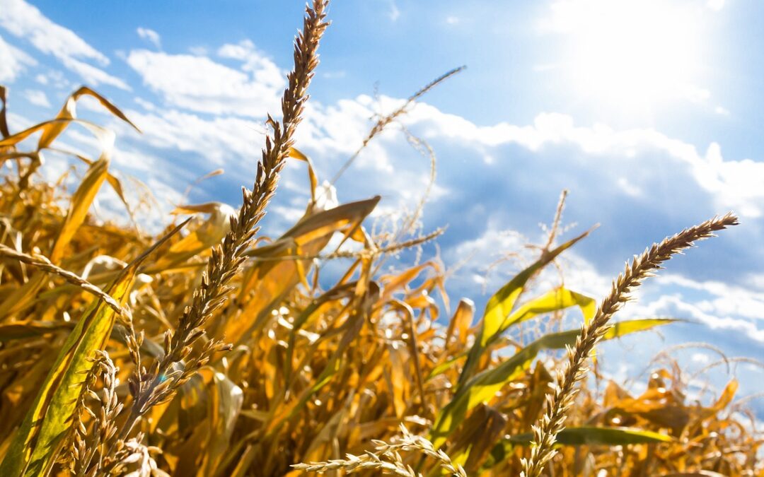 Water Transportation For Drought Relief ~ Idaho’s Thirsty Land: Can…