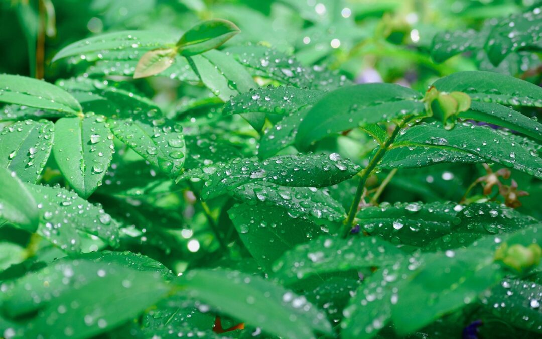 Focusing On The Positive Feedback Loops Associated With Deforestation, Drought,…