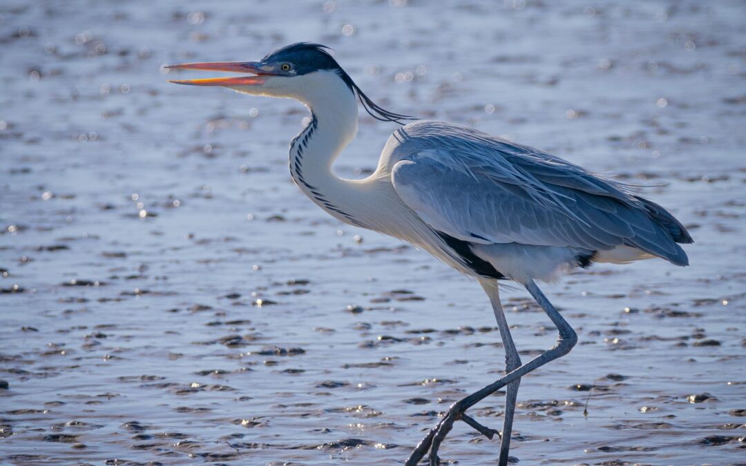Laguna Salada Baja California Mexico: Laguna Salada: A Salty Story…