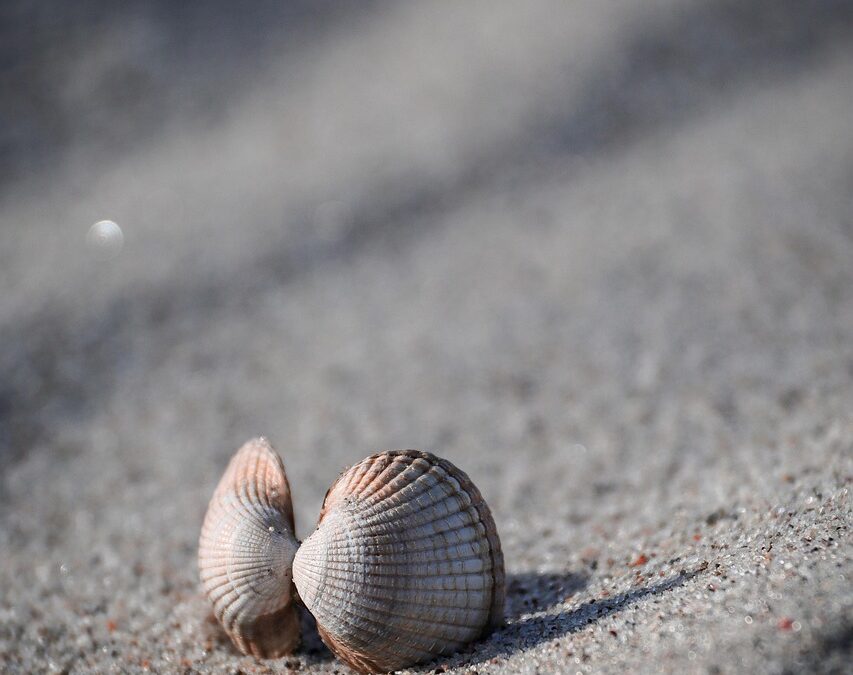 Movethewater, » Saving The Salton Sea: Can We Move The…