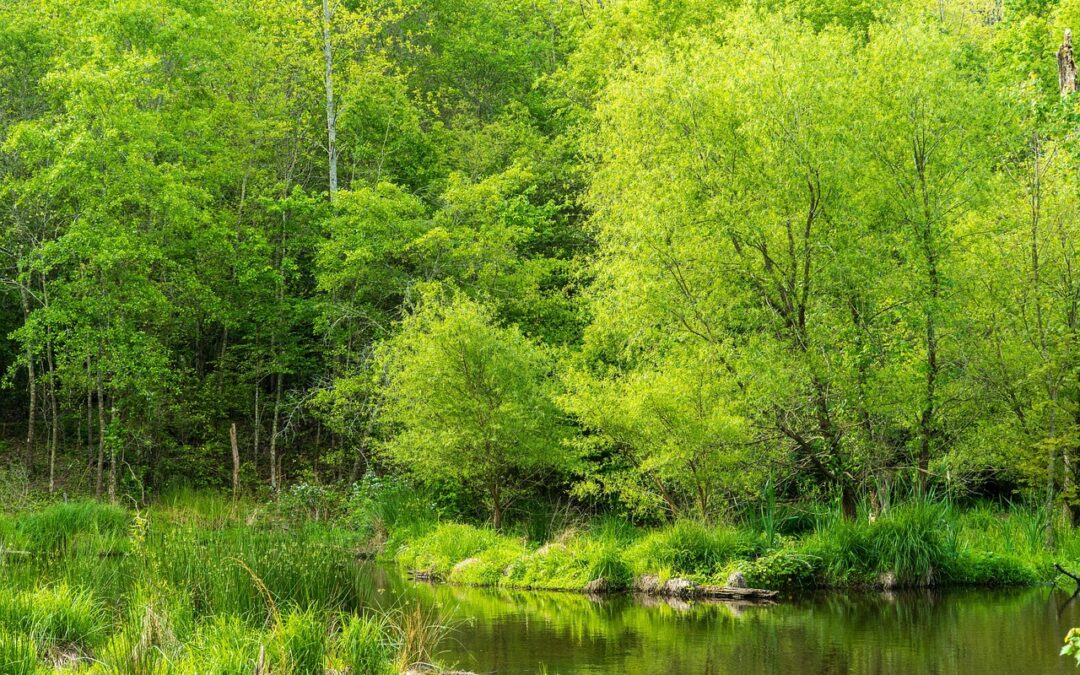 Water Conservation And Restoration Practices | The Hidden Power Of…