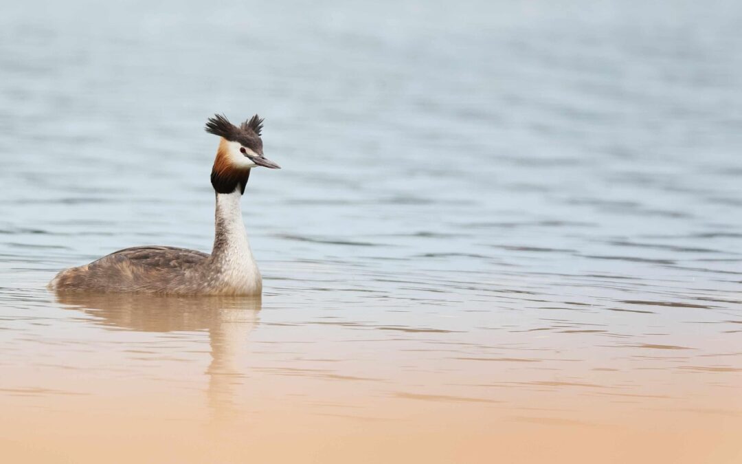 Impact Of Water Diversion On Great Salt Lake Levels ~…