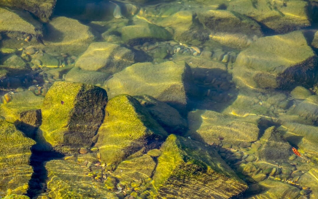 Techniques To Move Water Efficiently / 💦 Moving Water Wisely:…